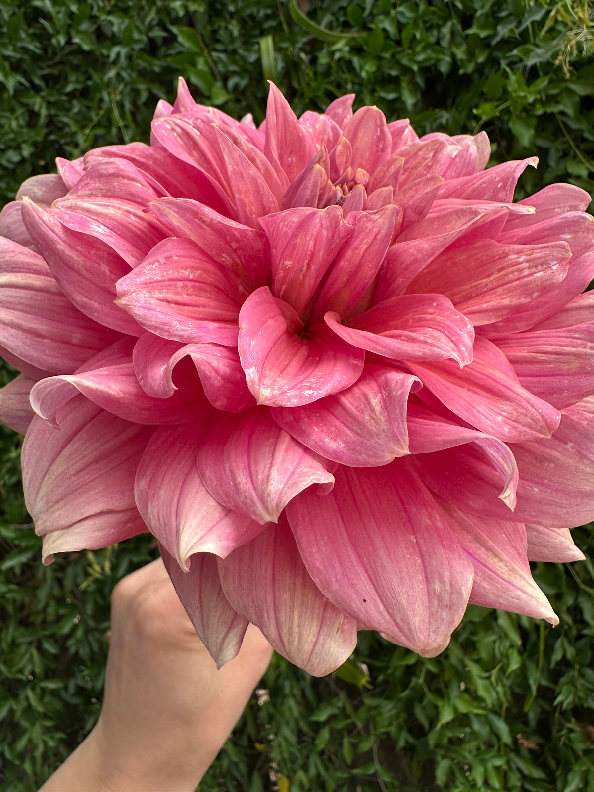 Lileah Caramel Rose