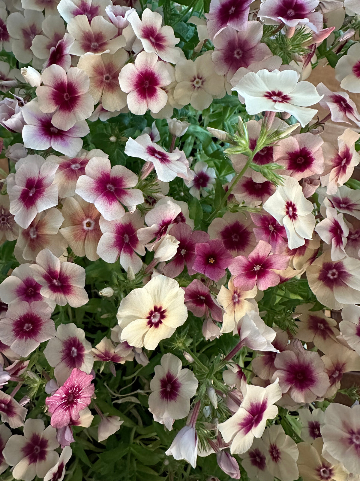 Cherry Charamel Phlox