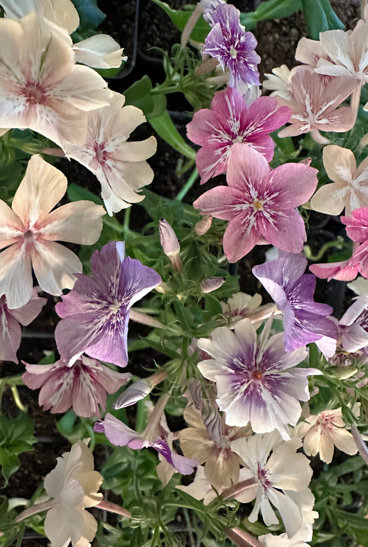 Crème Brûlée Phlox