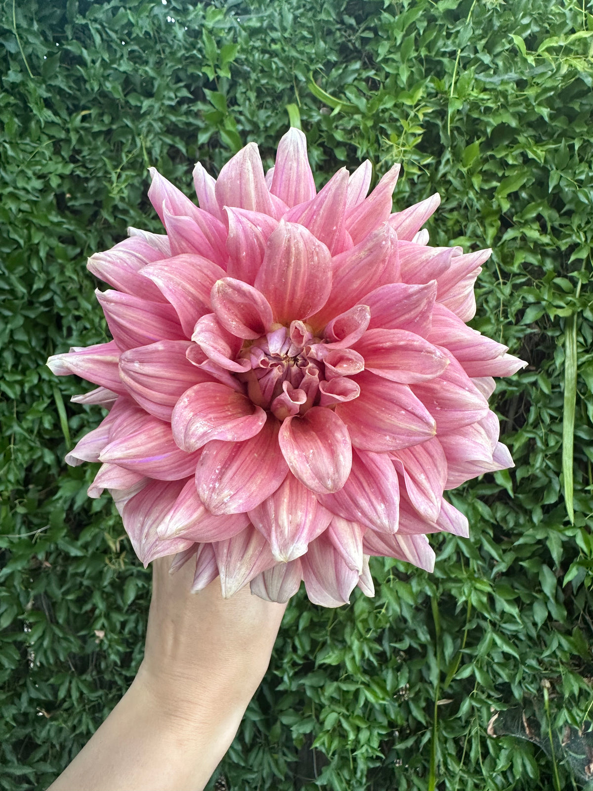 Lileah Caramel Rose