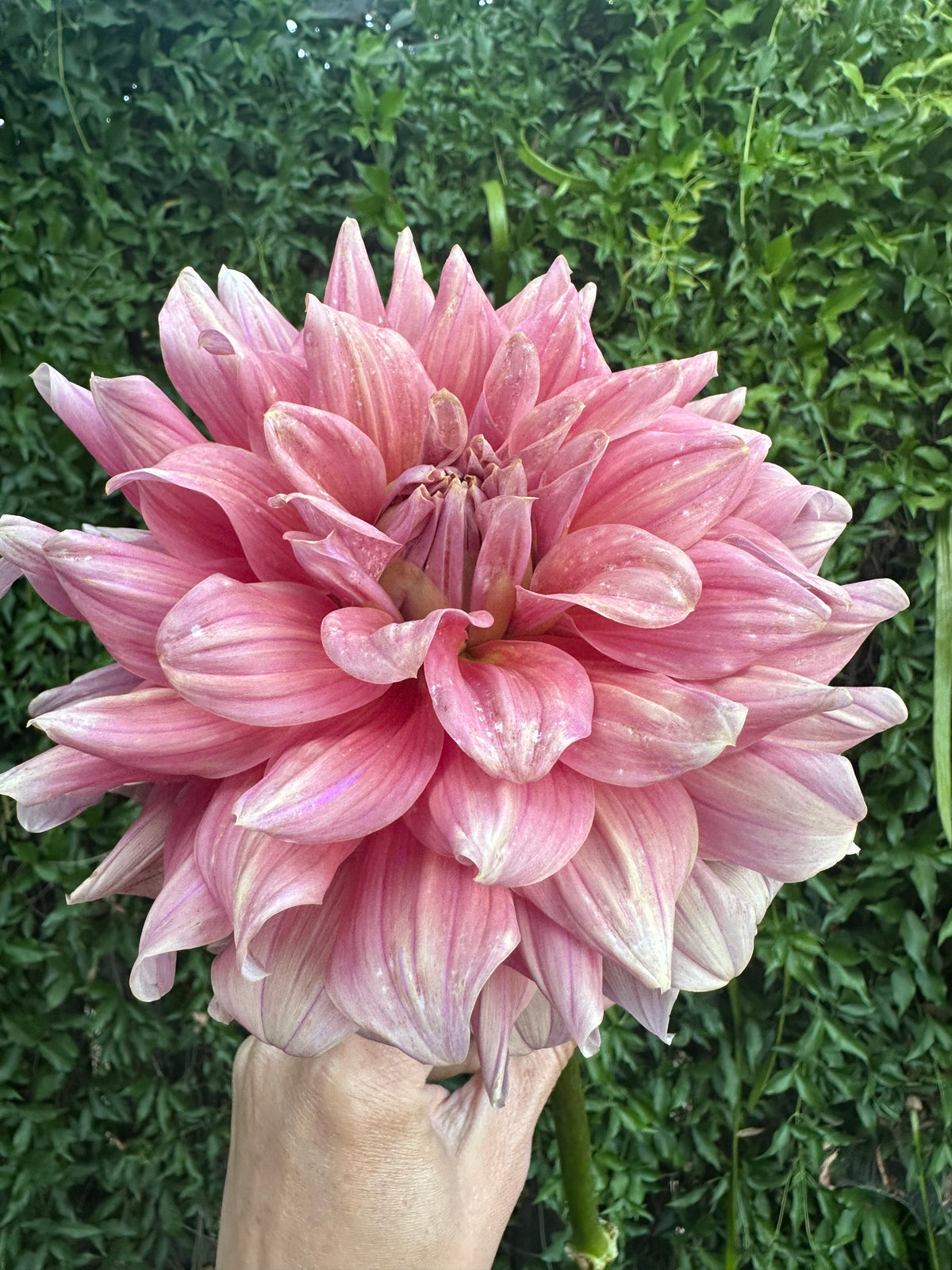 Lileah Caramel Rose