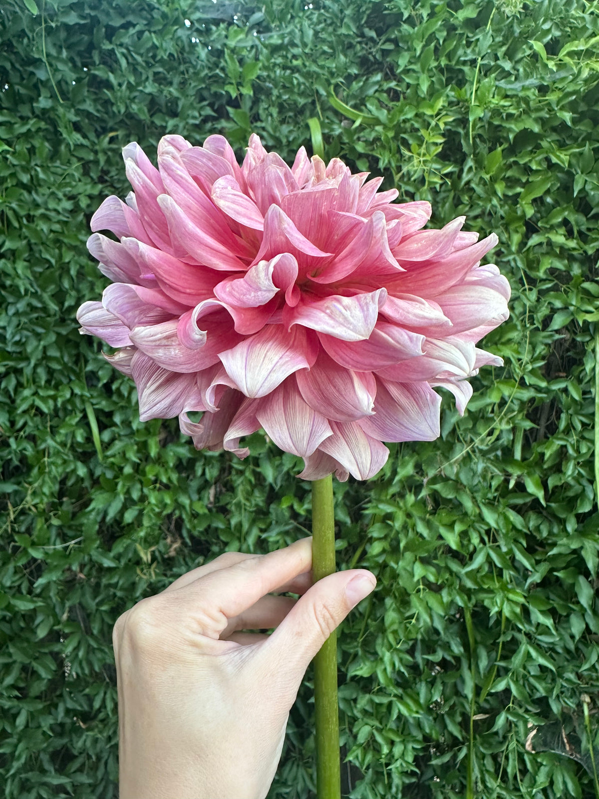 Lileah Caramel Rose