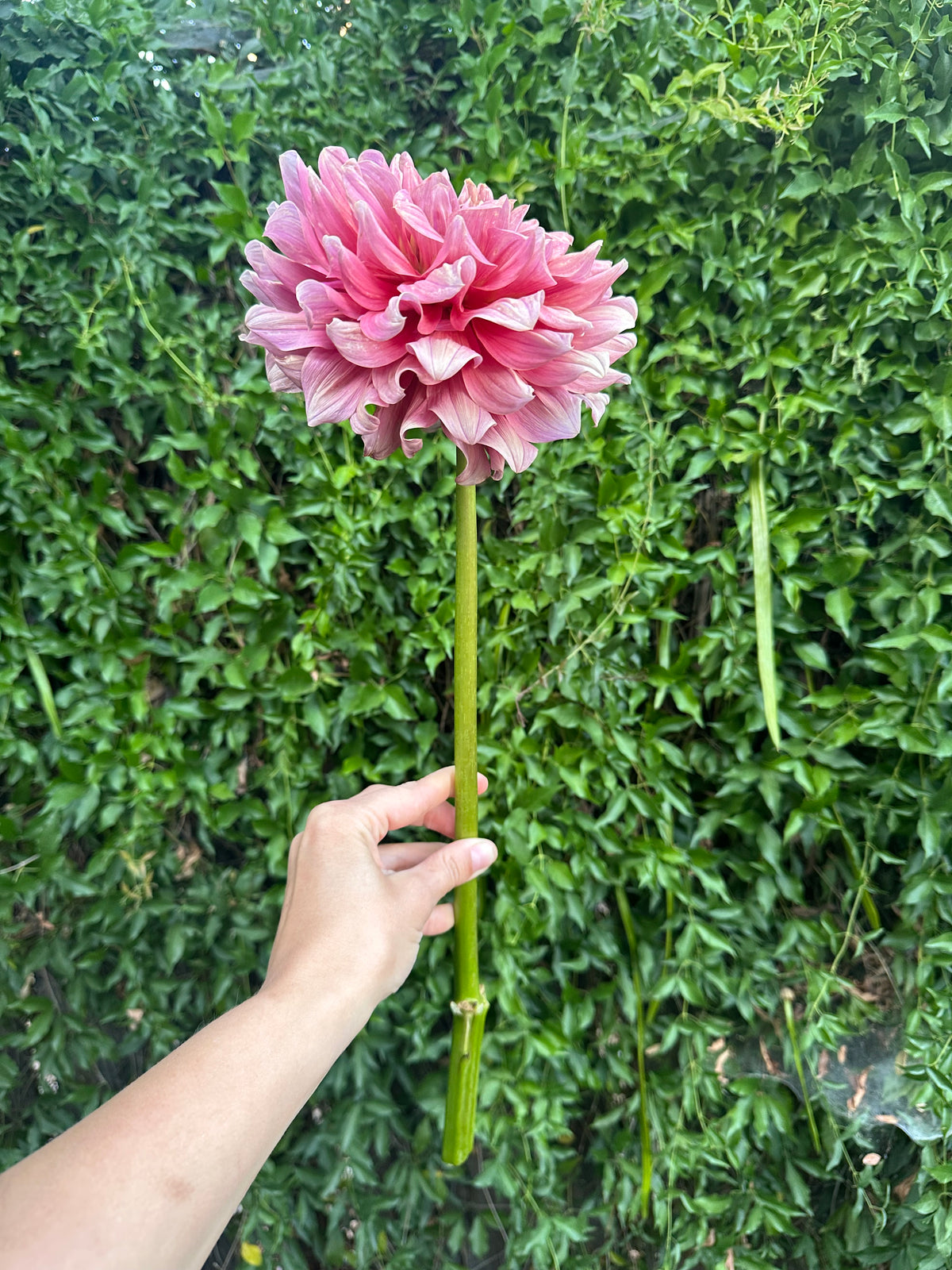 Lileah Caramel Rose