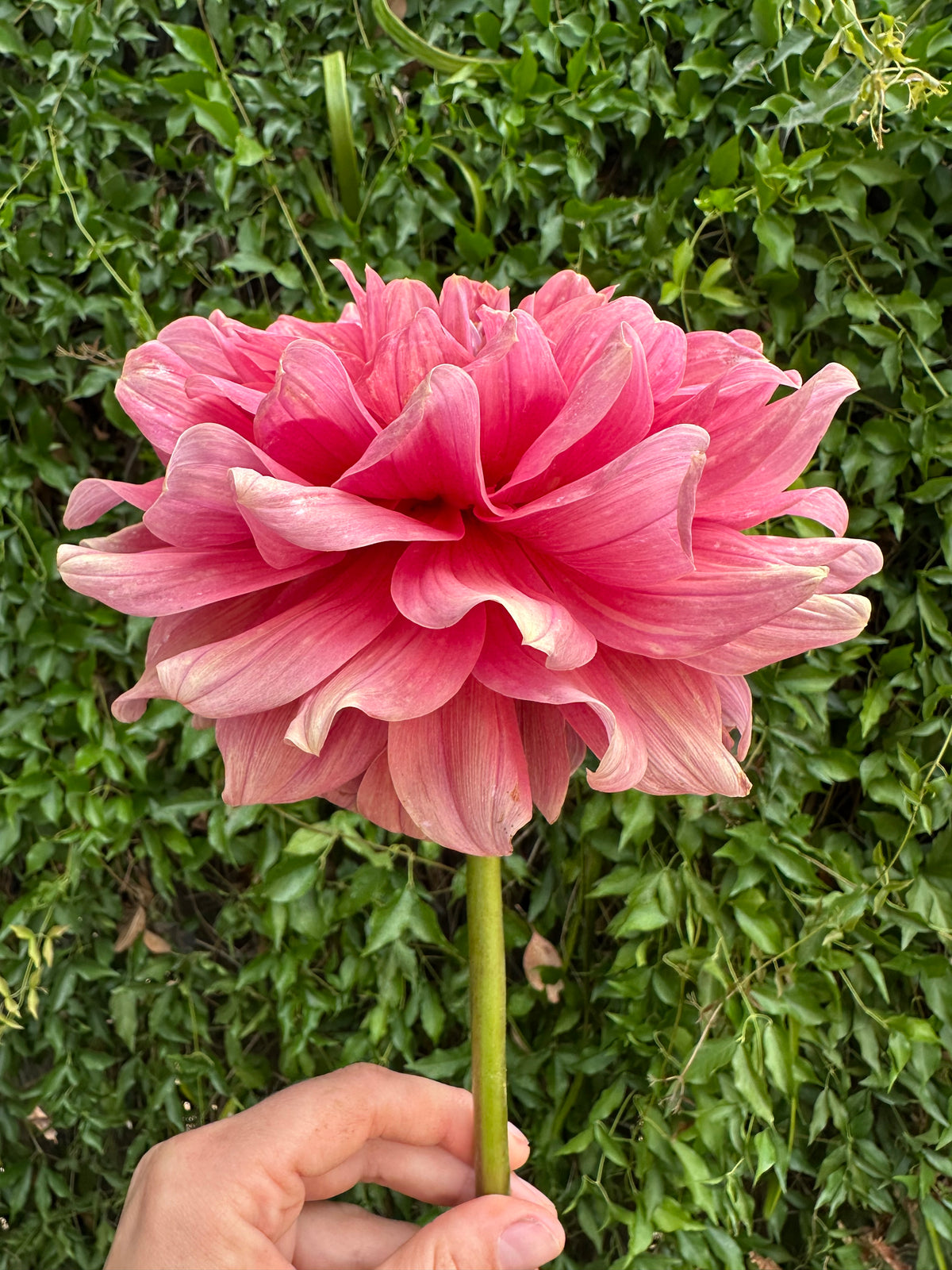 Lileah Caramel Rose