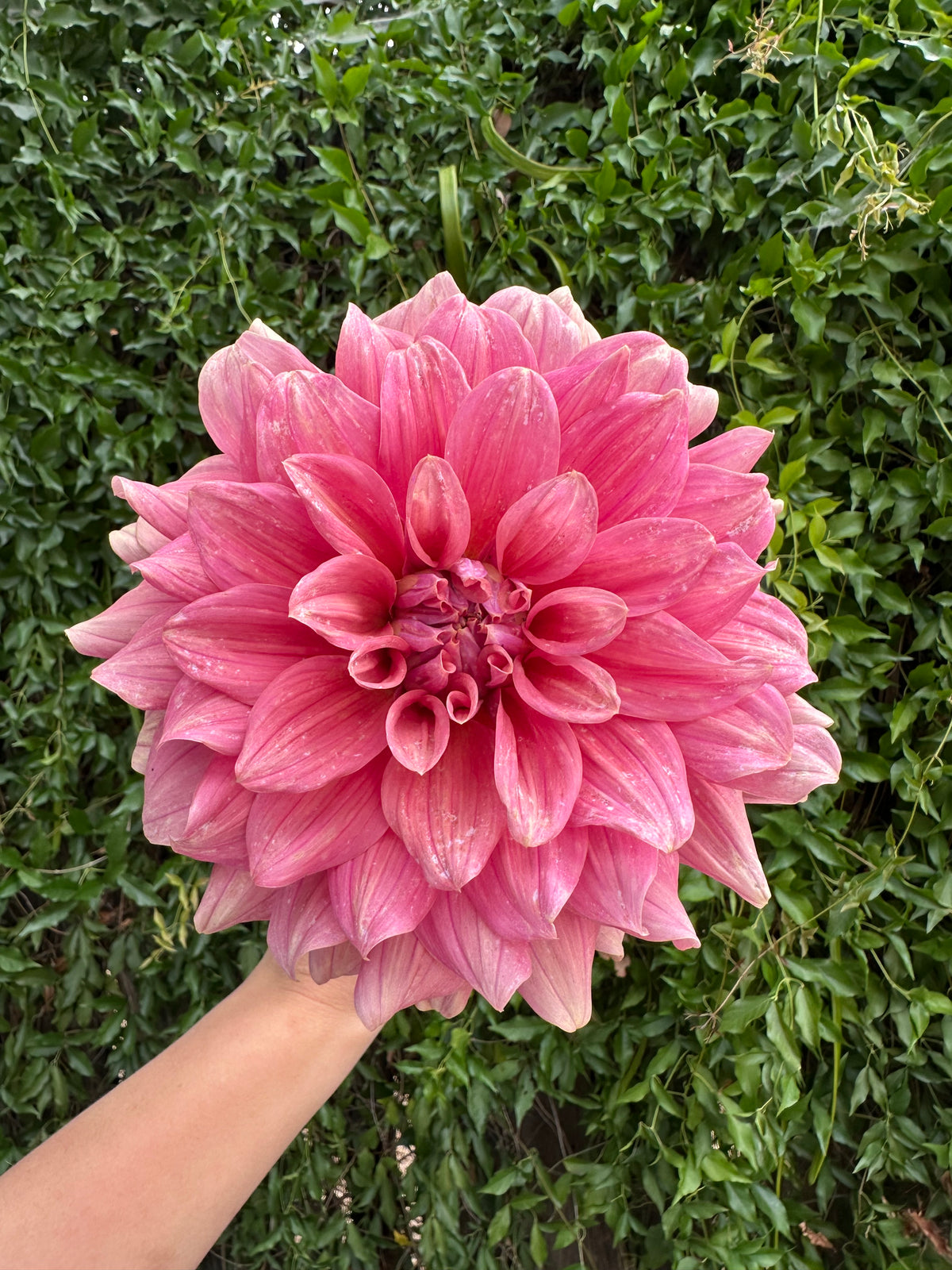 Lileah Caramel Rose
