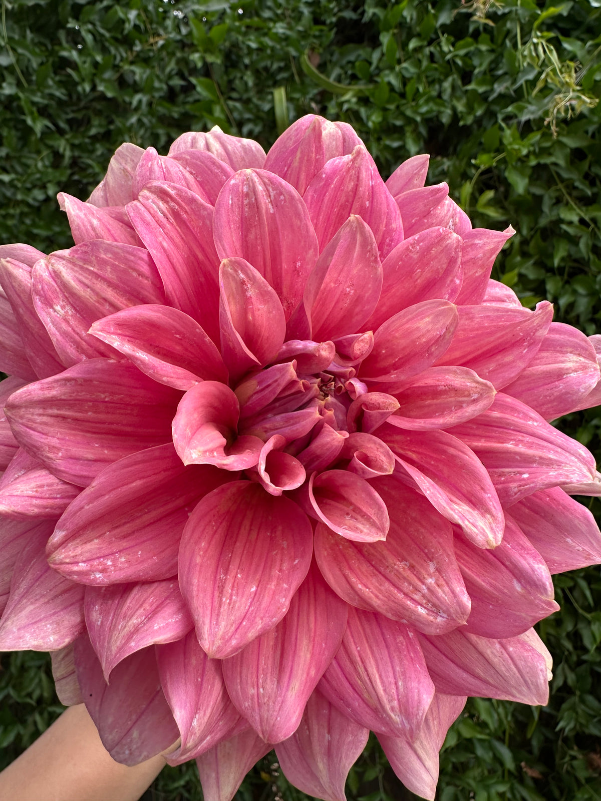 Lileah Caramel Rose