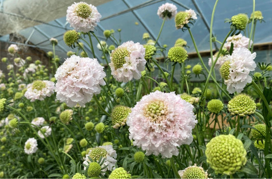 BON BON SCOOP ™ Scabiosa - French Vanilla
