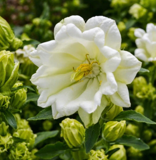 Campanula - Mont Blanc
